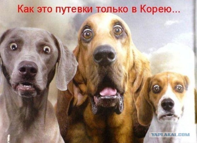 Собачьи стаи в центре города