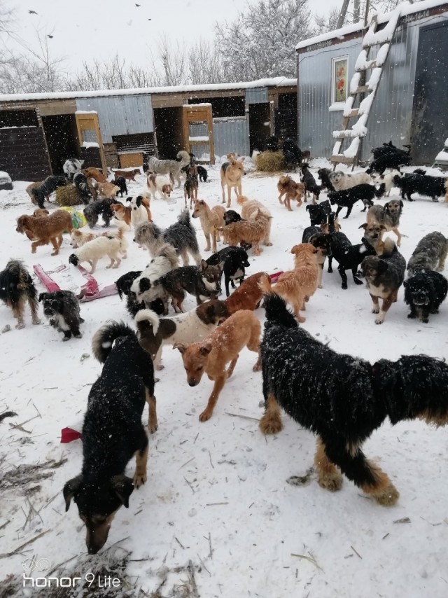 В Севастополе доберман набросился на хозяйку приюта бродячих собак, он покусал женщину и случайного прохожего