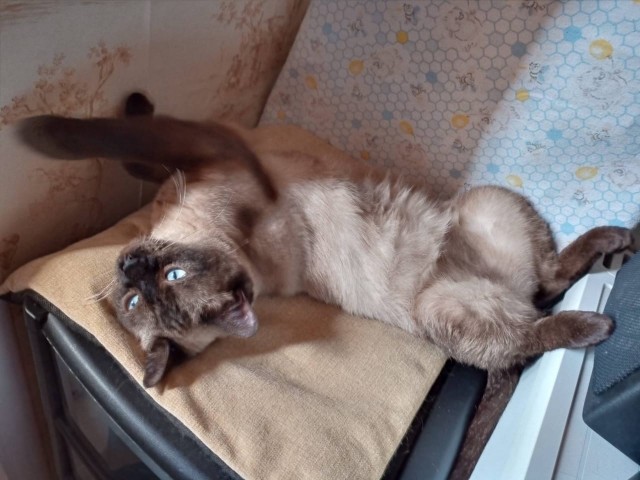 Котовторник!