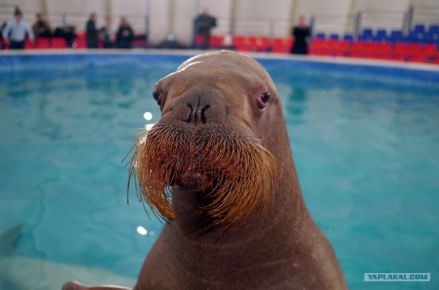 Эротический сон моржа