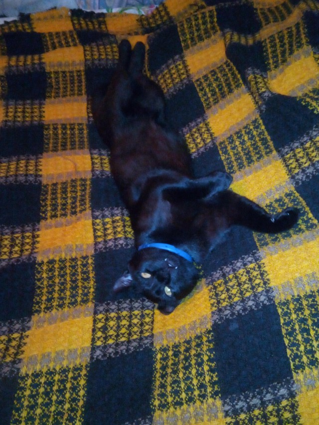 Даешь котовторник!