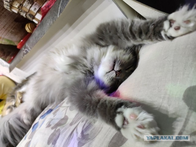 Что-то котовторник никто не начинает...