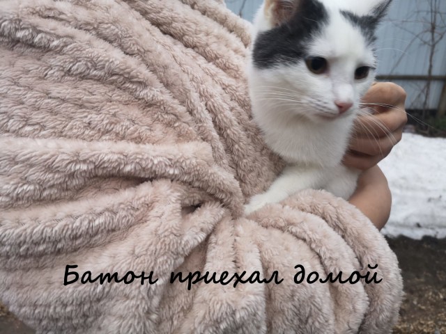 Жизнь домашнего приюта "Котоленд" 330