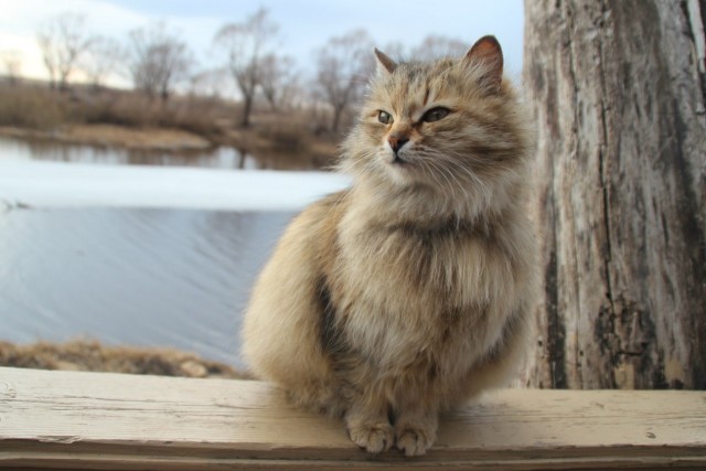 Деревенские, милые, шерстяные