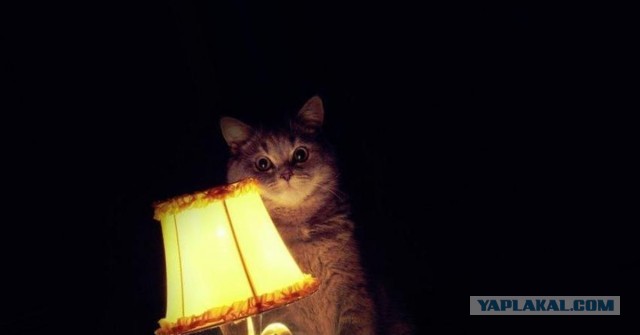Качественно потроллил, сам того не подозревая