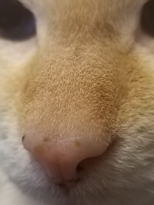 На котовторник