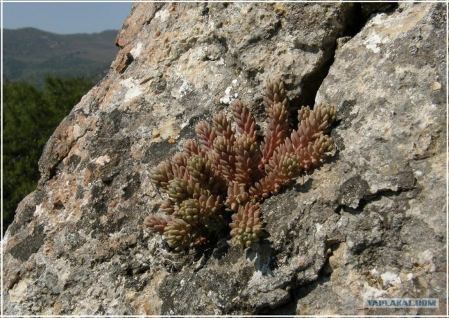 Крым. Мыс Ая. Деревья моря.