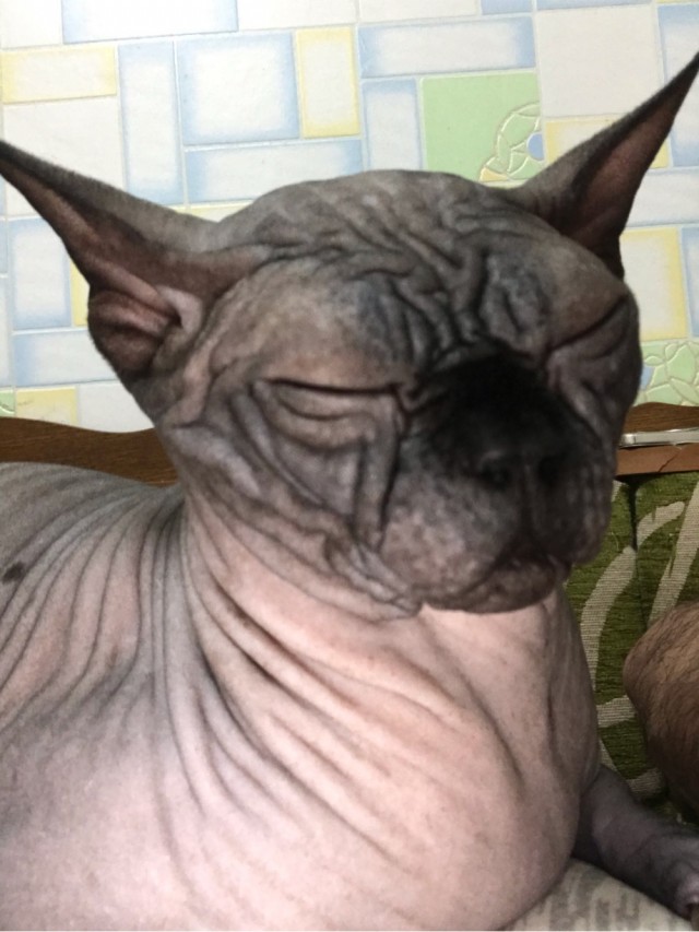 Хоть и не котовторник