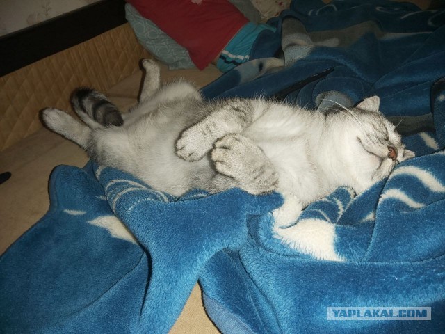 Котовторник 1.11.22