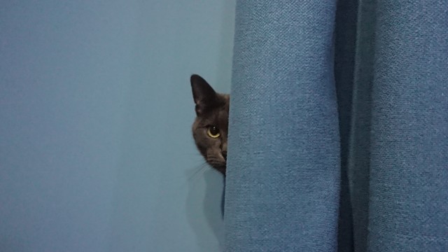 Котовторник прошел, а я не успел