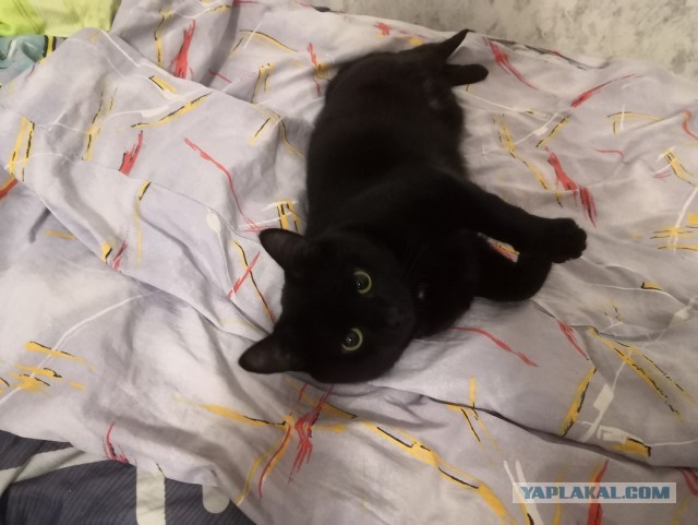Мой котовторник