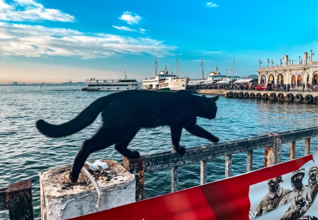 Котики Стамбула