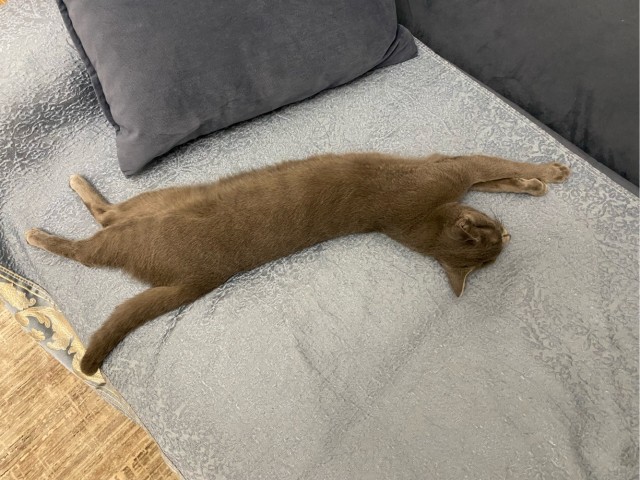 Котовторнику посвящается