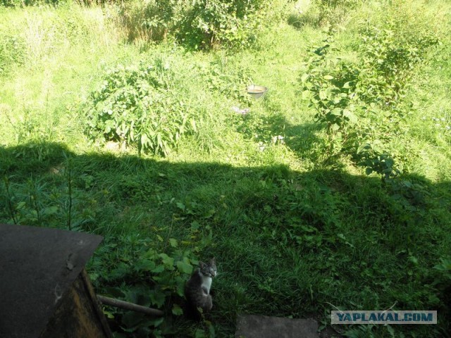 Жизнь домашнего приюта для котеек 453