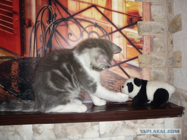 Котовторник 23.04.2013