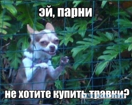 наркодилер