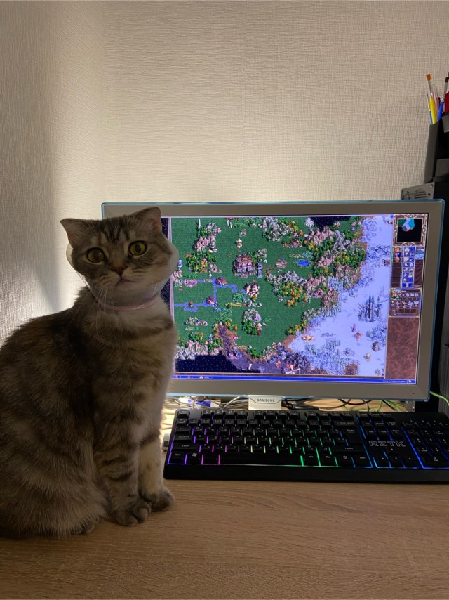 Геройская кошка