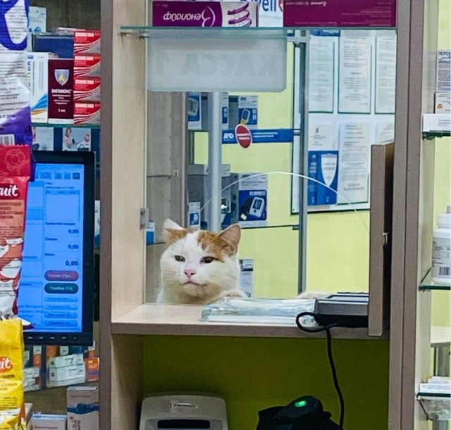 Аптеки и котики