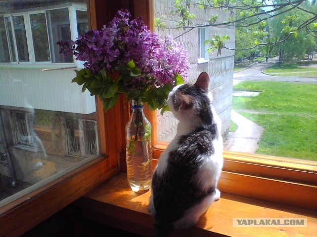 Котовторник 04.06.2013