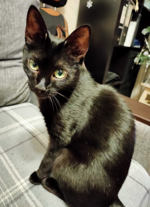 Реакция котов на плач