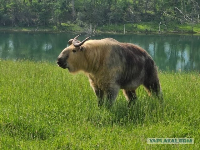 Бутан, таинственный Бутан