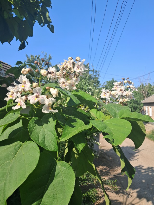 Други, помощь зала нужна по дереву.