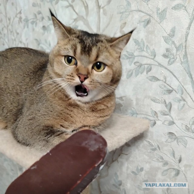 Котовторник