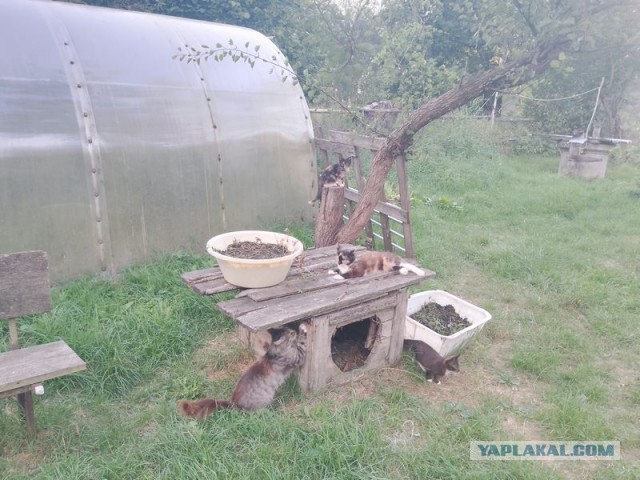 Жизнь домашнего приюта для котеек 557