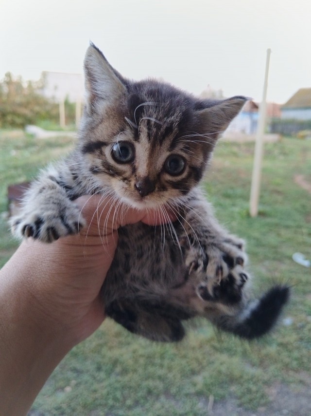 Котовторник.Наши модели