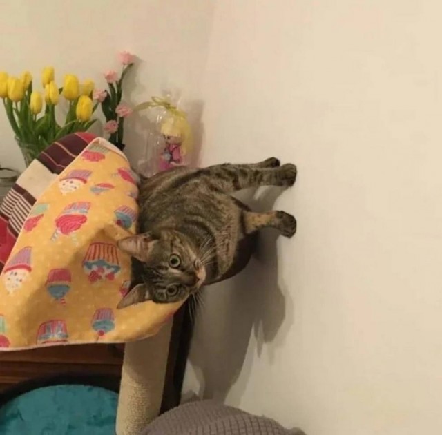 Чутка кошек