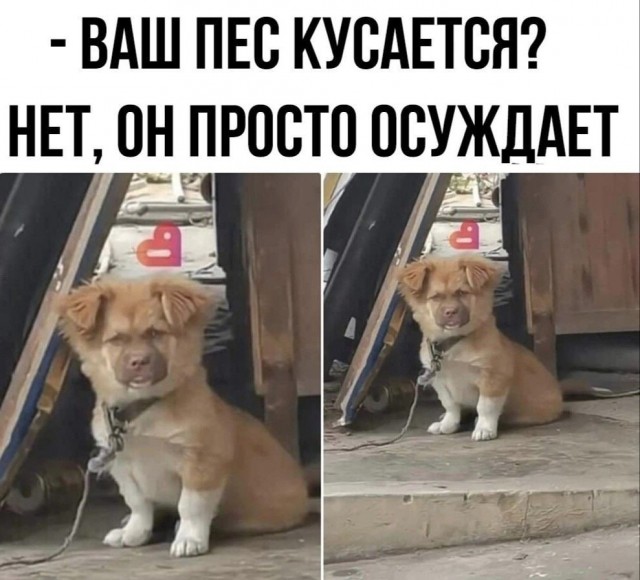 Картинки для деградации 141 (разной степени свежести)