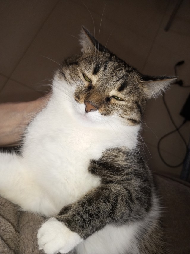 Котовторник же!