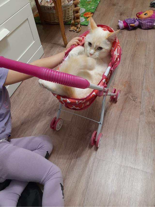 Котовторник