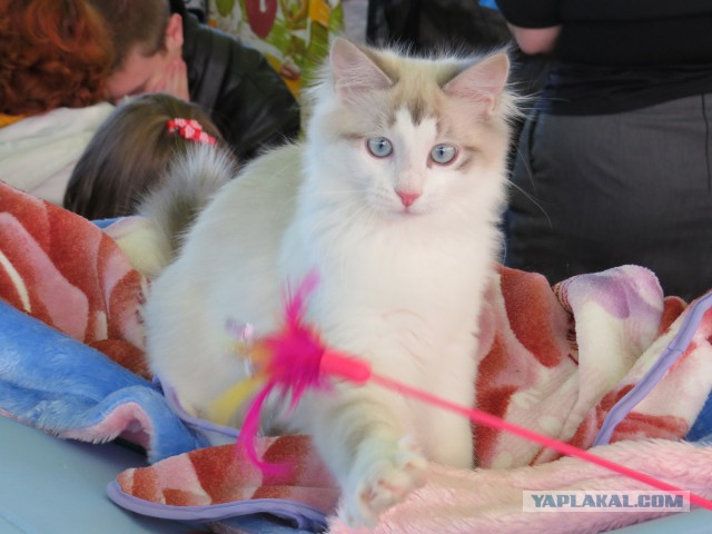 Котовторник 22.10.2013