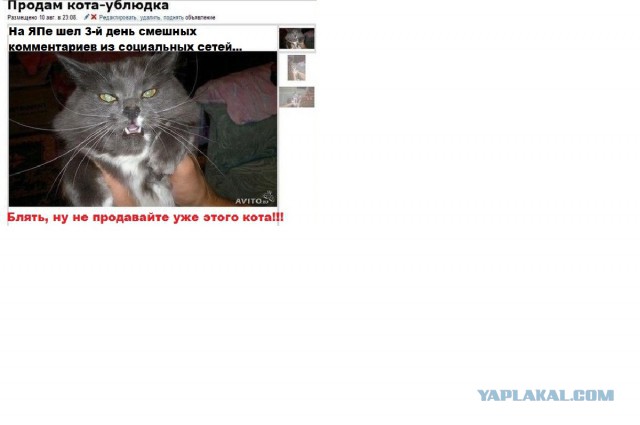 Смешные комментарии из социальных сетей