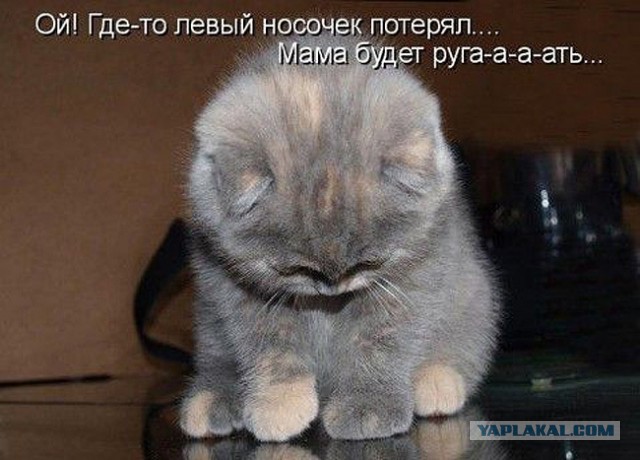 Котовторник  25.03.2014