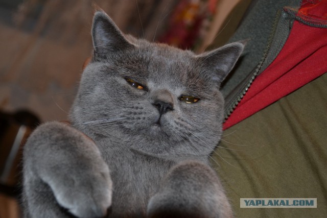 Байкерский котэ