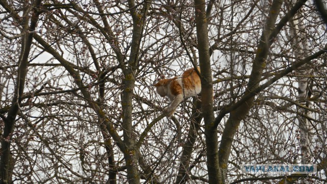 Котовторник   15.04.2014