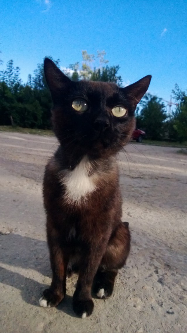 Котовторник 29.04.14.