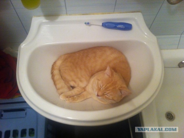 Котовторник 6.05.2014