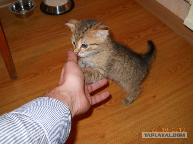 Котовторник 15.07.2014.