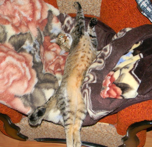 Котовторник 7.10.2014
