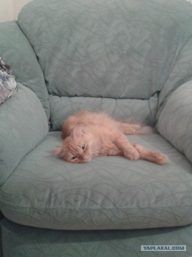 Котовторник 9.12.2014