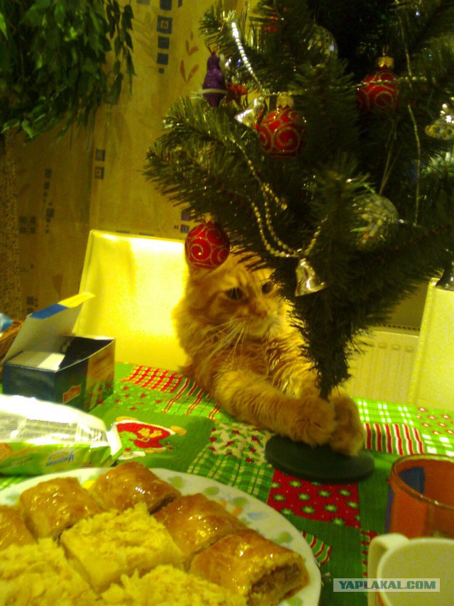Котовторник 27.01.2015