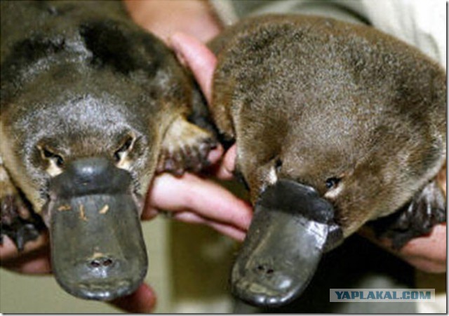 Скоро снова в тренде