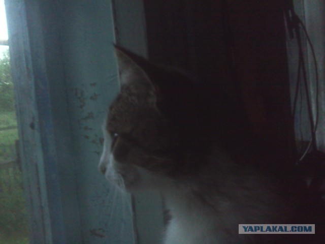 Котовторник