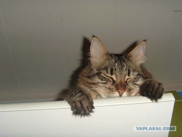 36 тысяч коту под хвост....