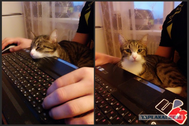 Котовторник  21.07.2015