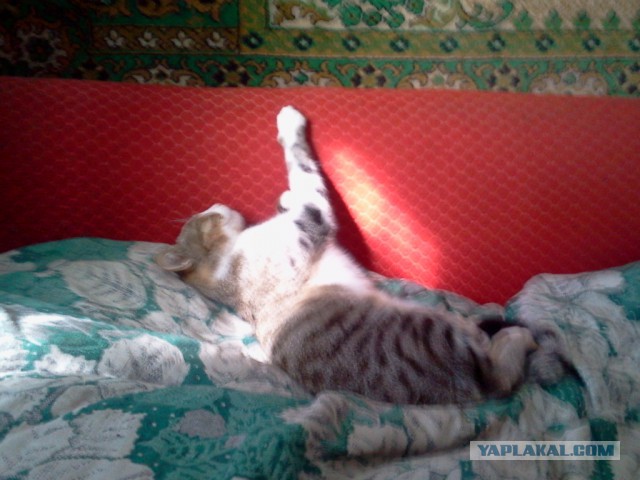 Котовторник 15-09-2015 !