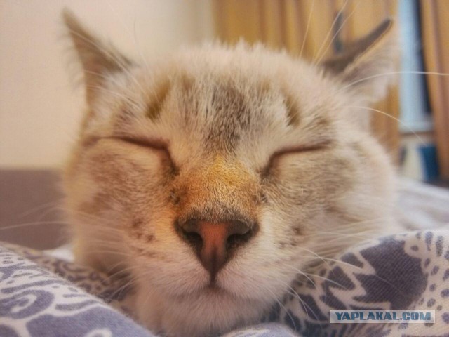 Котовторник наступил!:)
